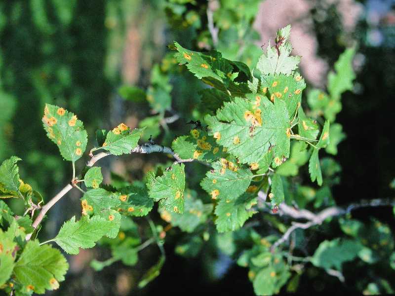 Diseases Quince Tree Diseases